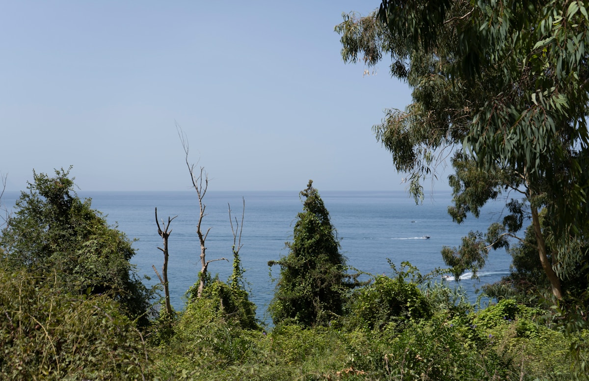 a body of water with trees around it